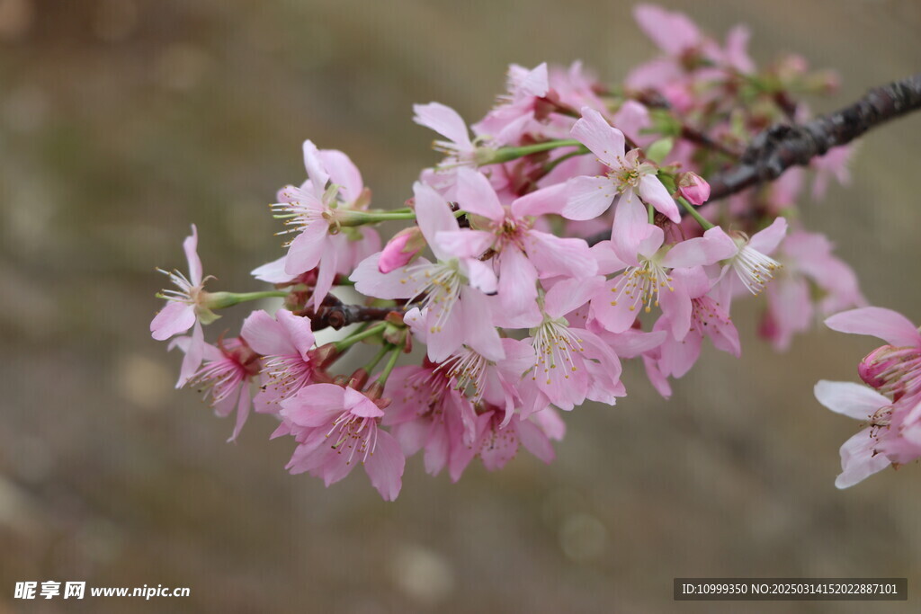 樱花