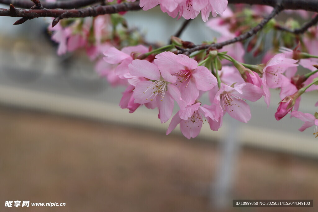 樱花