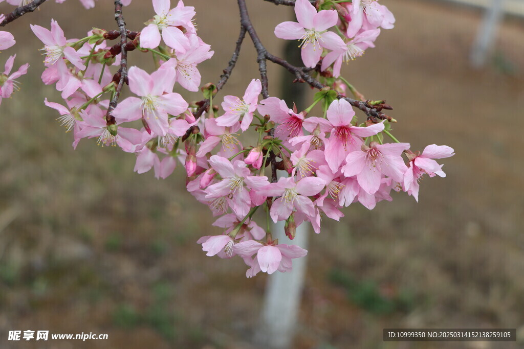 樱花