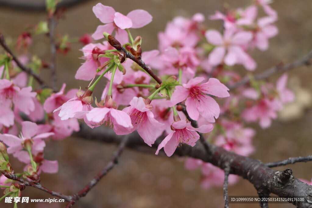 樱花