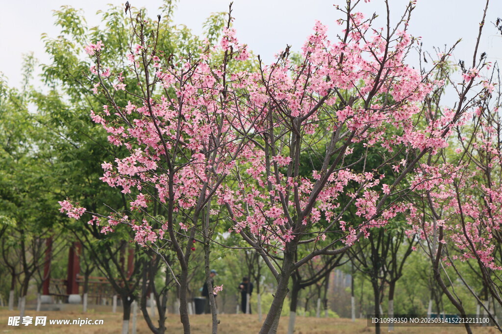 樱花