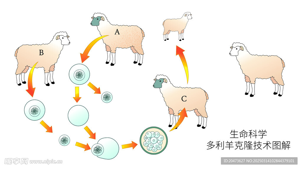 生命科学多利羊克隆技术图解