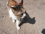 野生三花猫