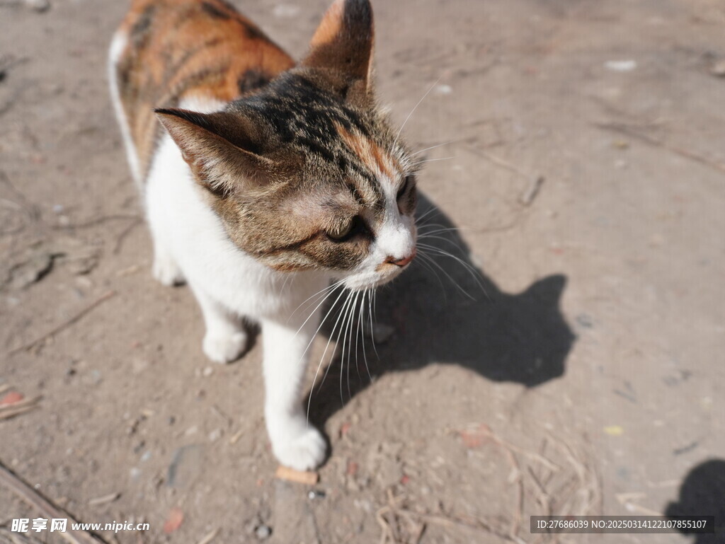 野生三花猫