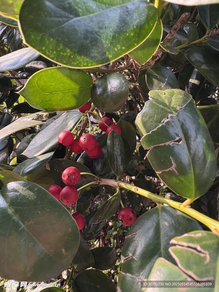 红色小圆球植物枸骨