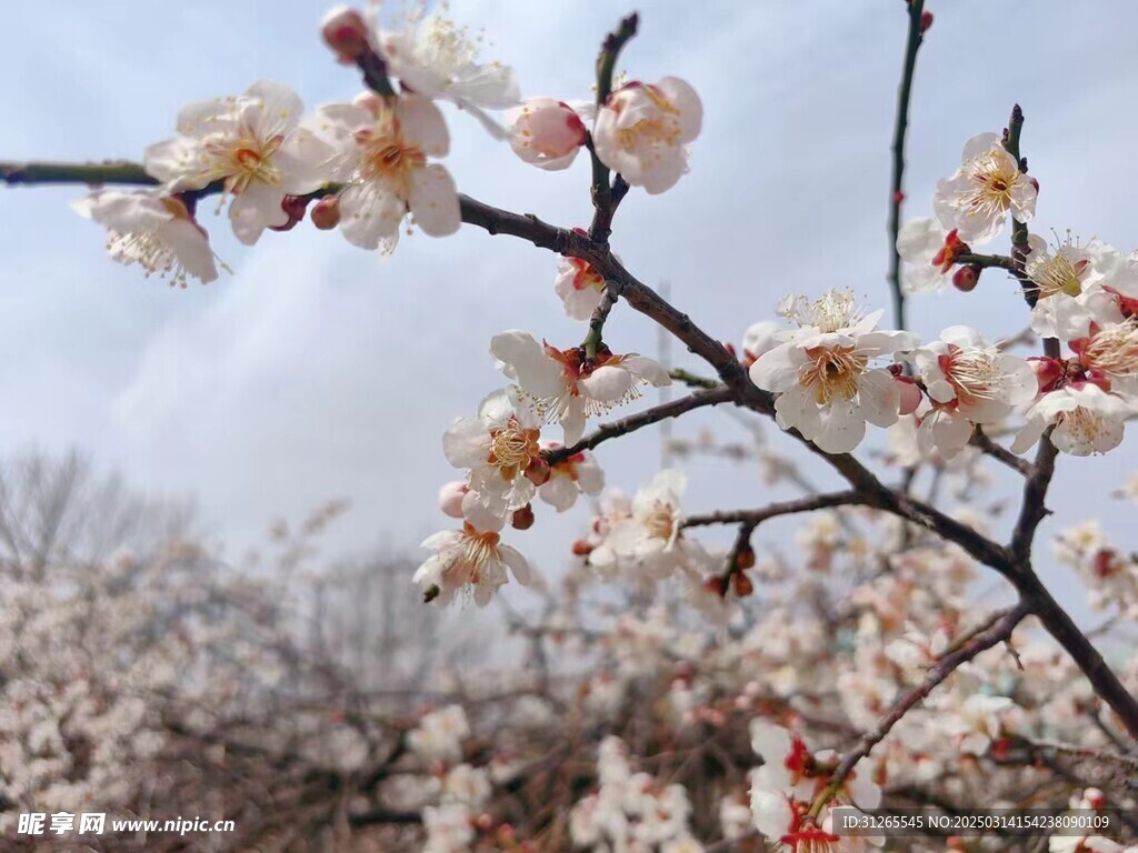 桃花  