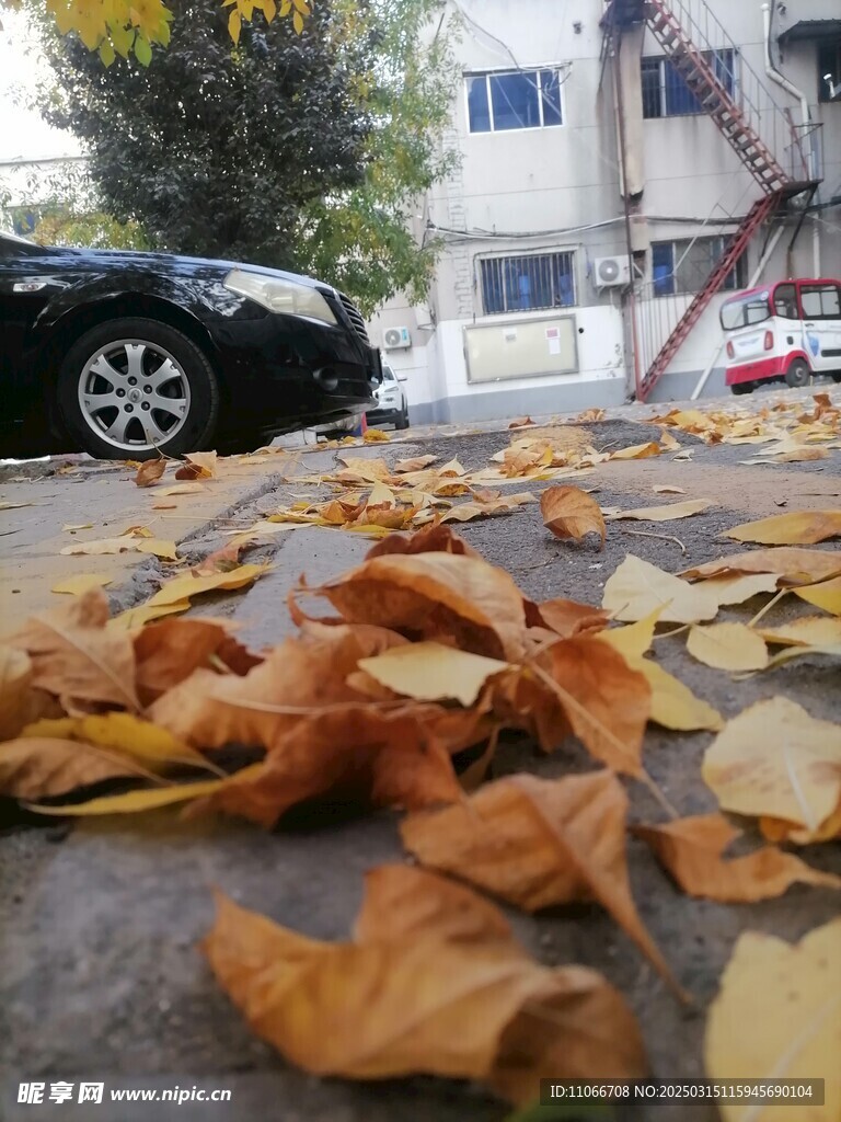秋叶