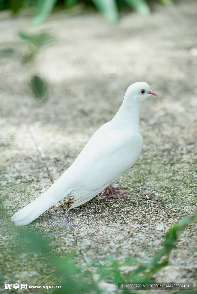 白鸽