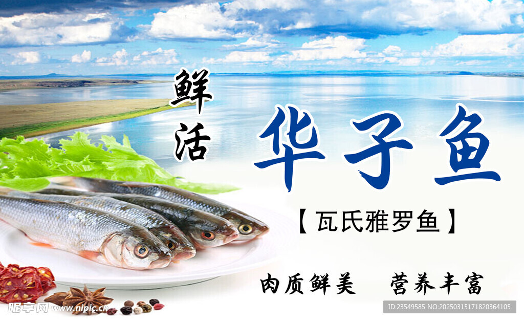 华子鱼
