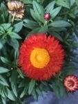 蜡菊 麦秆菊