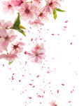 花之系列 桃花
