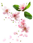 花之系列 桃花