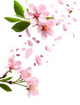 花之系列 桃花