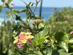 海边的小黄花