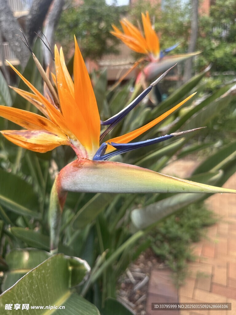 花草植物