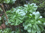 绿色的野花