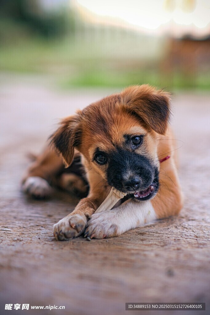 中华田园犬