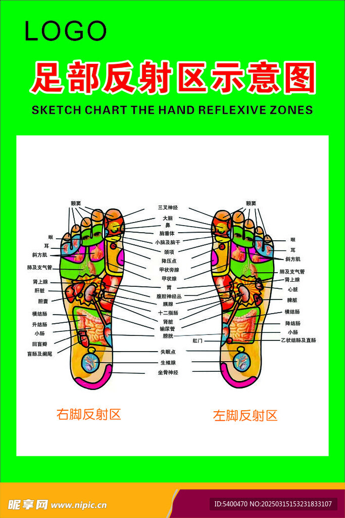 足底反射区示意图