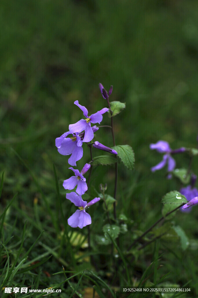 诸葛菜 