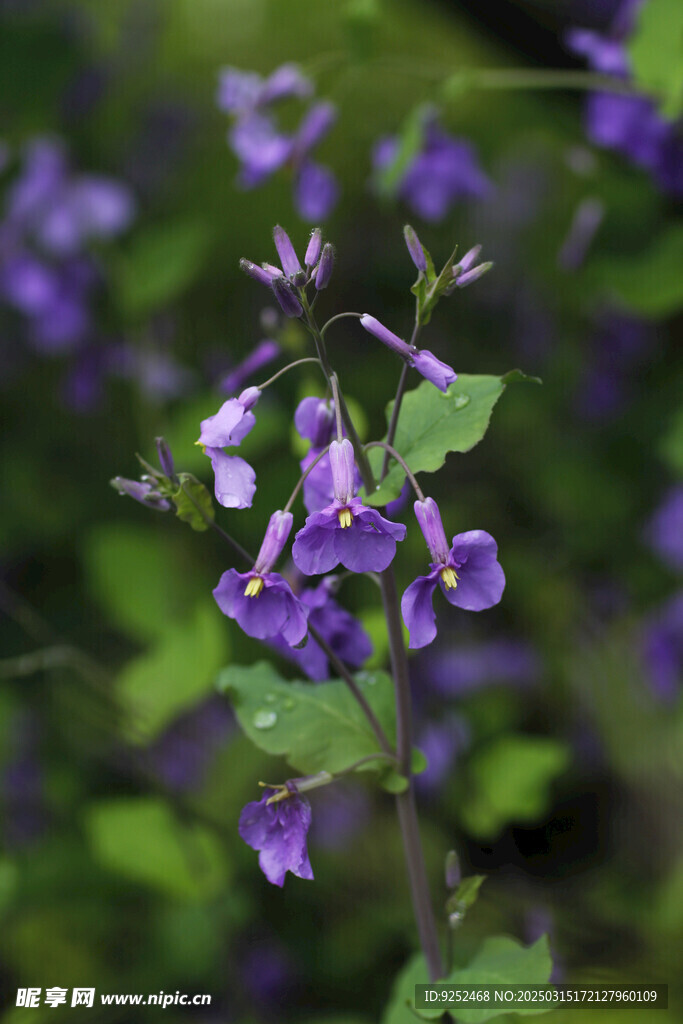  菜子花