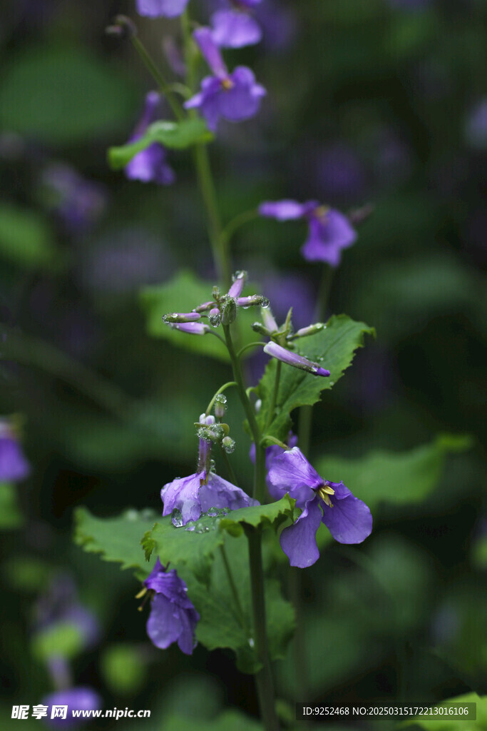 蓝紫色花 