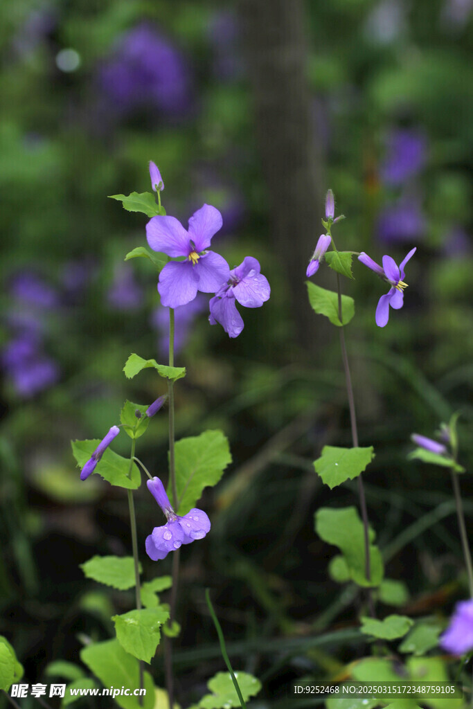 菜子花