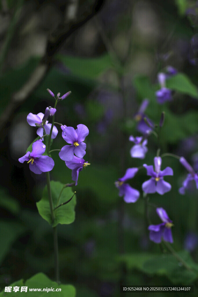 菜子花