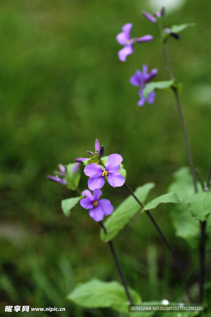 紫金草