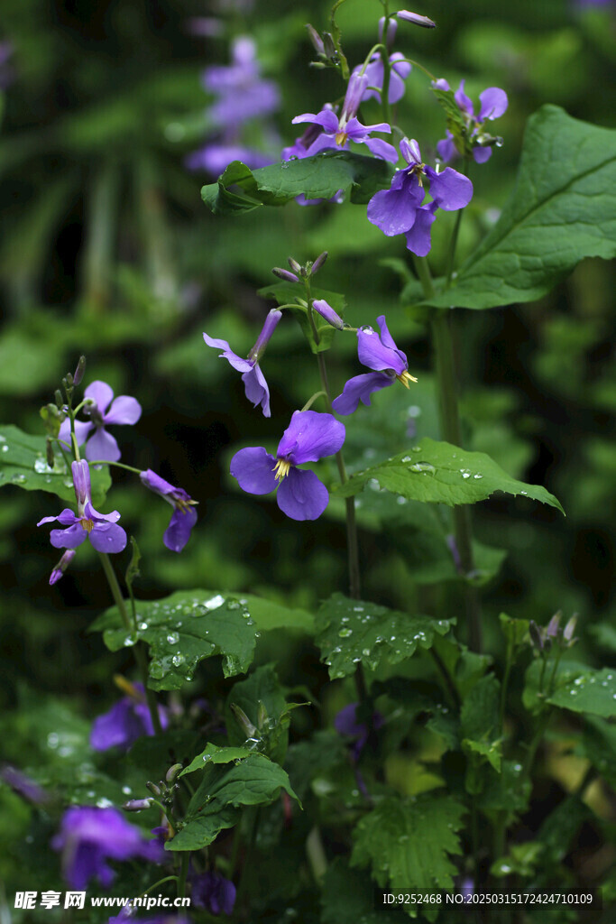 紫花 