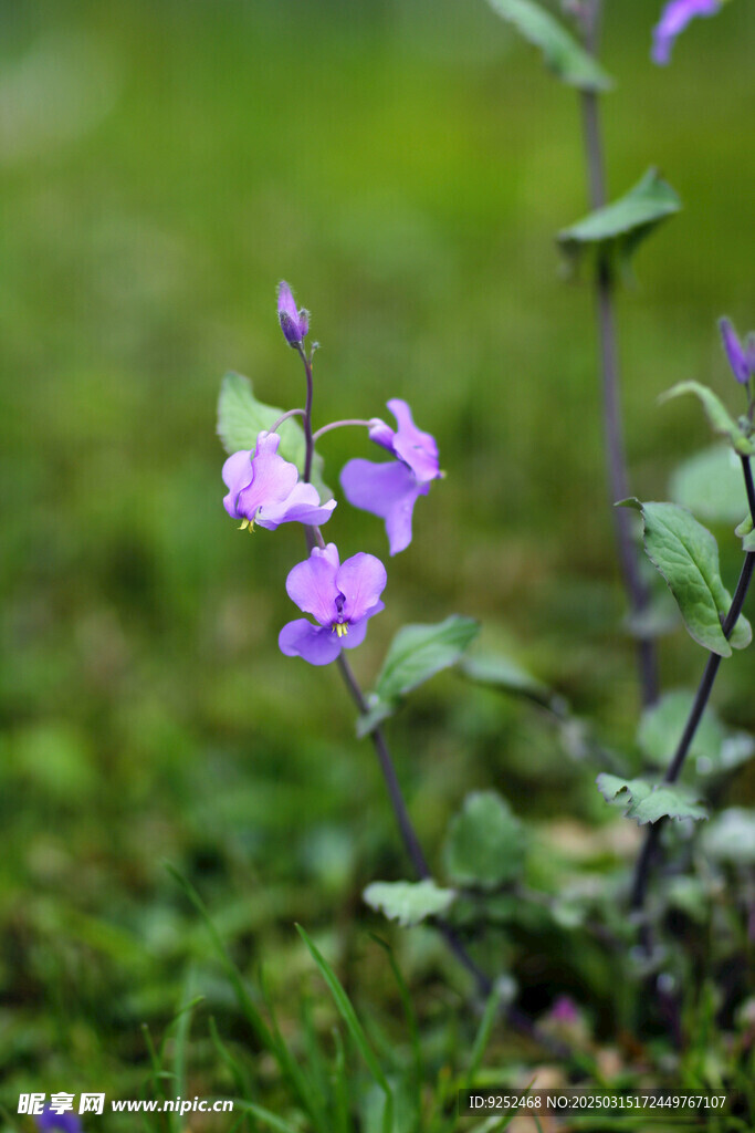 诸葛菜 