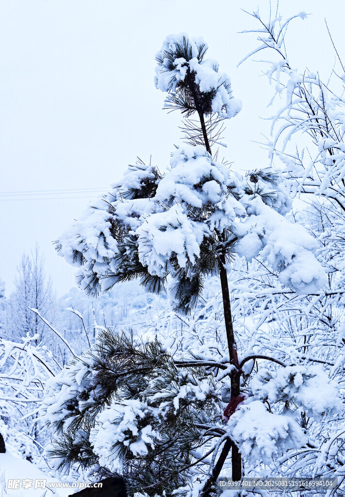 雪松