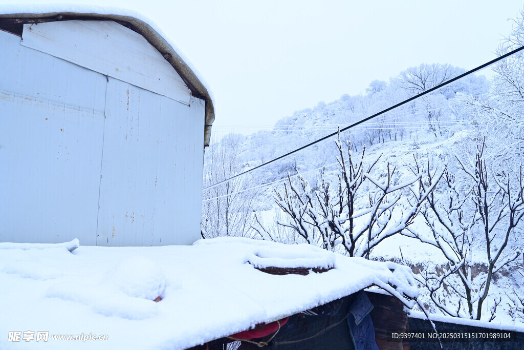 冬雪村庄 雪景  初雪 