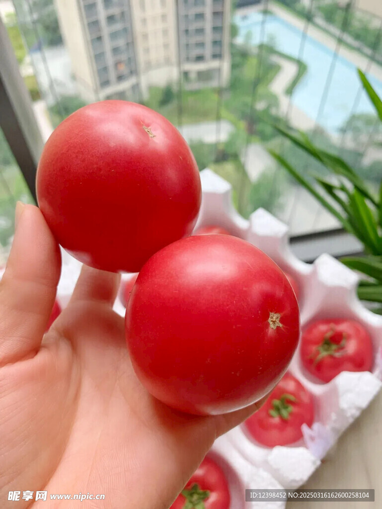 西红柿