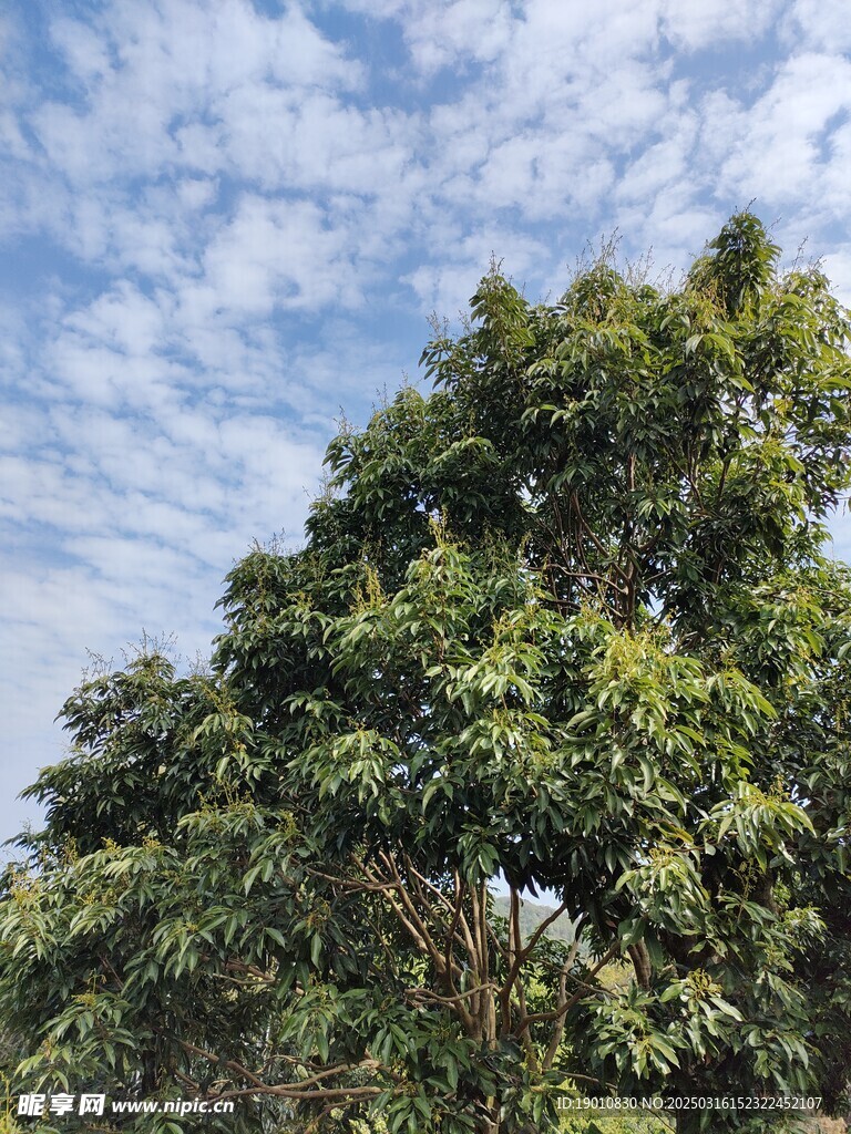 荔枝花