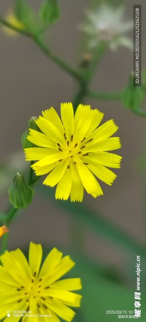 野菊花