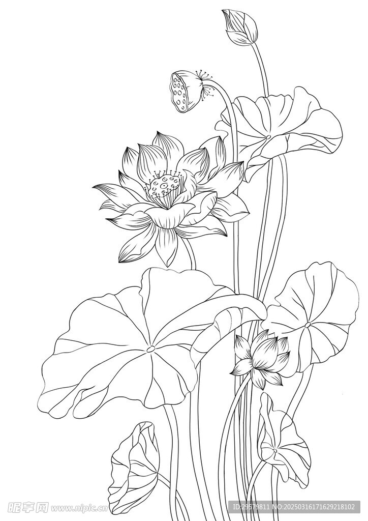 荷花线描