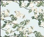 玉兰花 手绘花