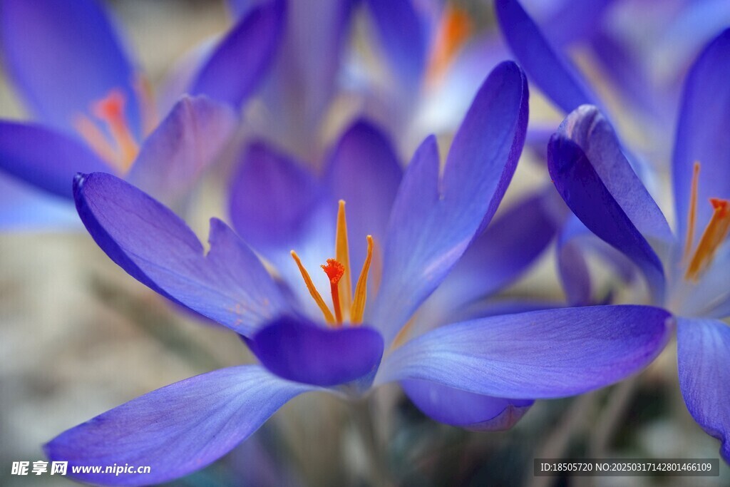 番红花