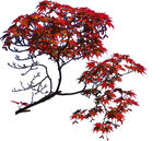 园林树木PNG图片