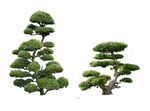 园林树木