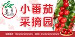 番茄采摘园