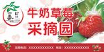 牛奶草莓采摘园