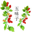 五味子