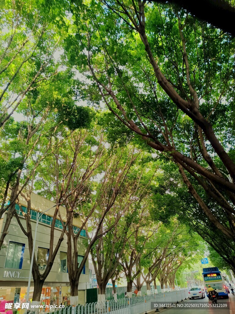林荫大道