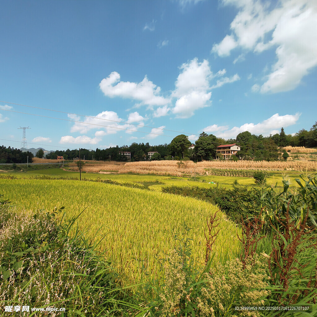 稻田