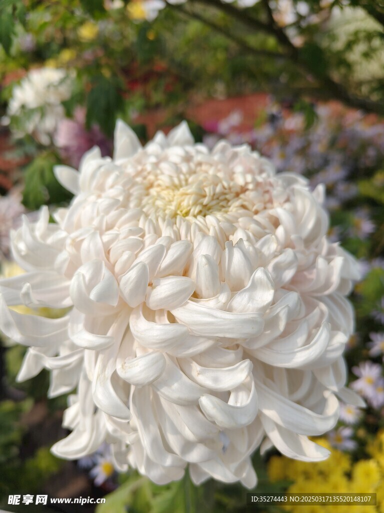 菊花