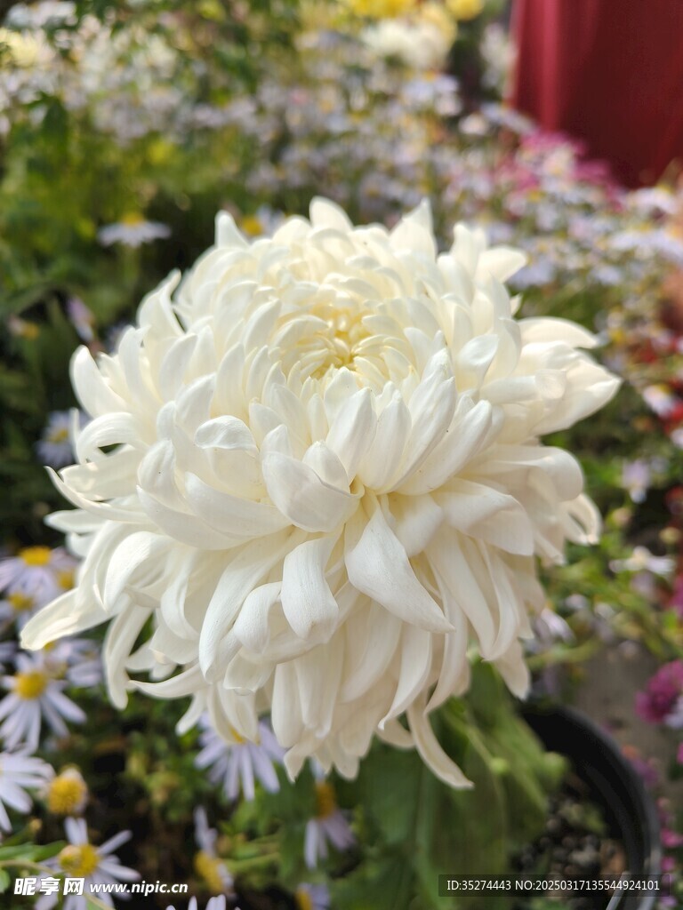 菊花