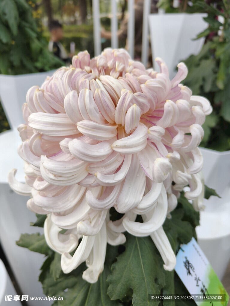 菊花