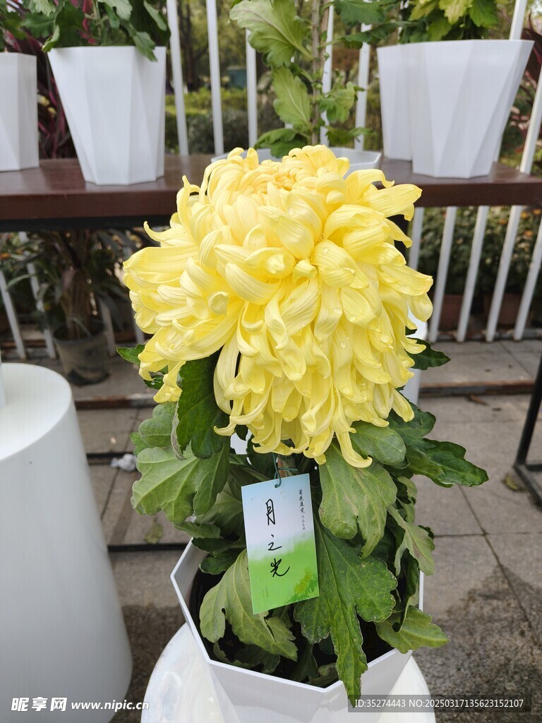 菊花