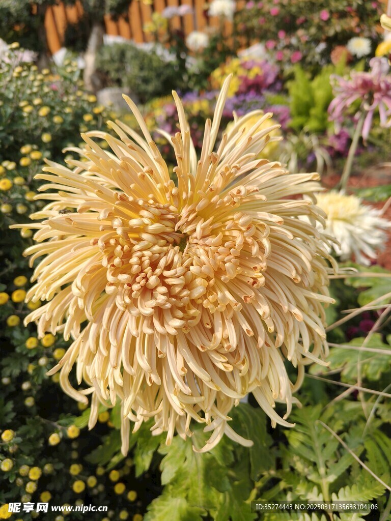 菊花